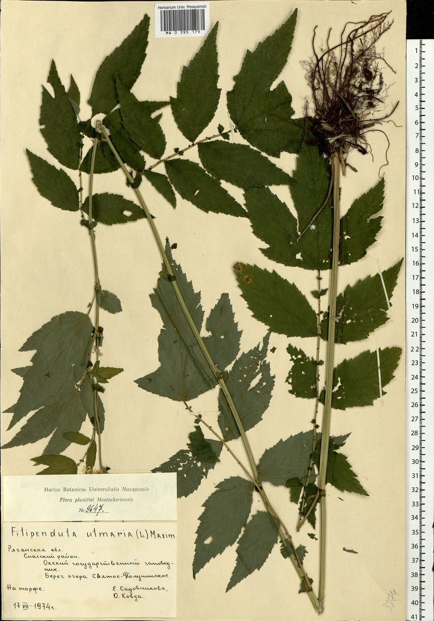 Ясень вязолистный