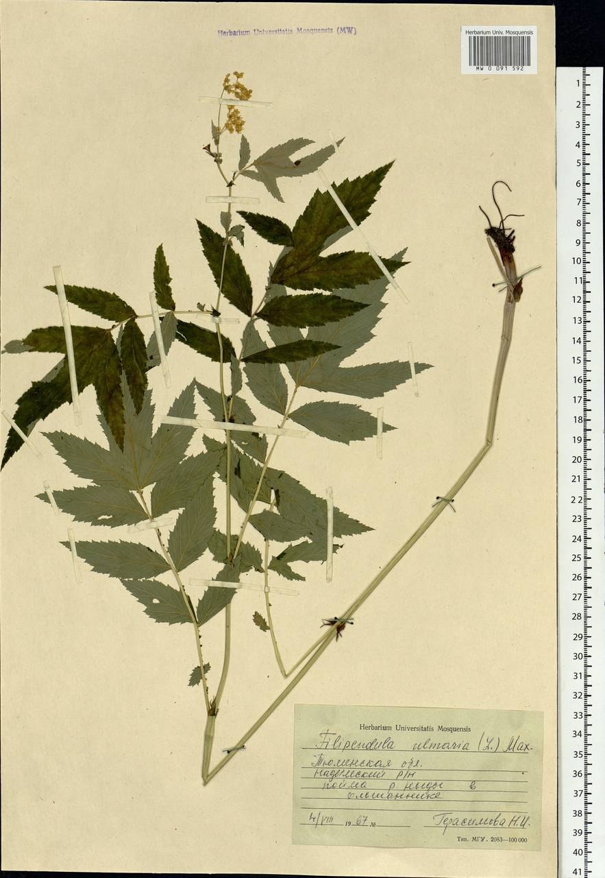 Тёрнера вязолистная