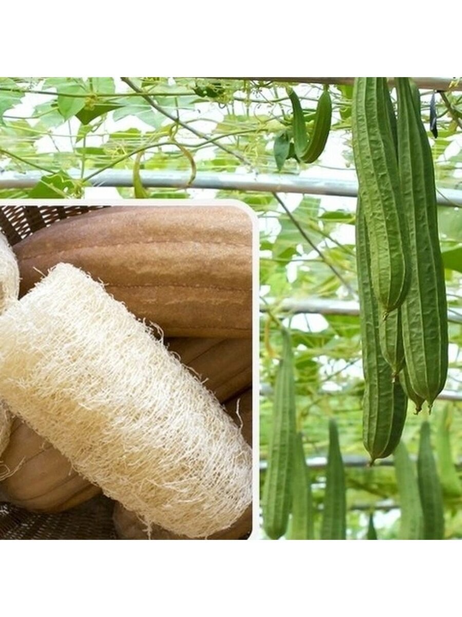 Люффа остроребристая цилиндрическая