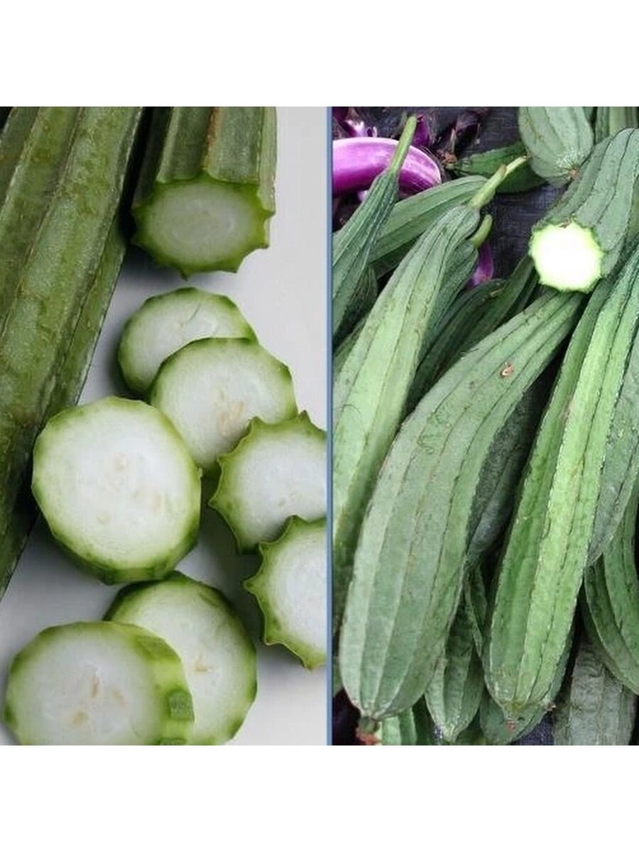 Люффа остроребристая