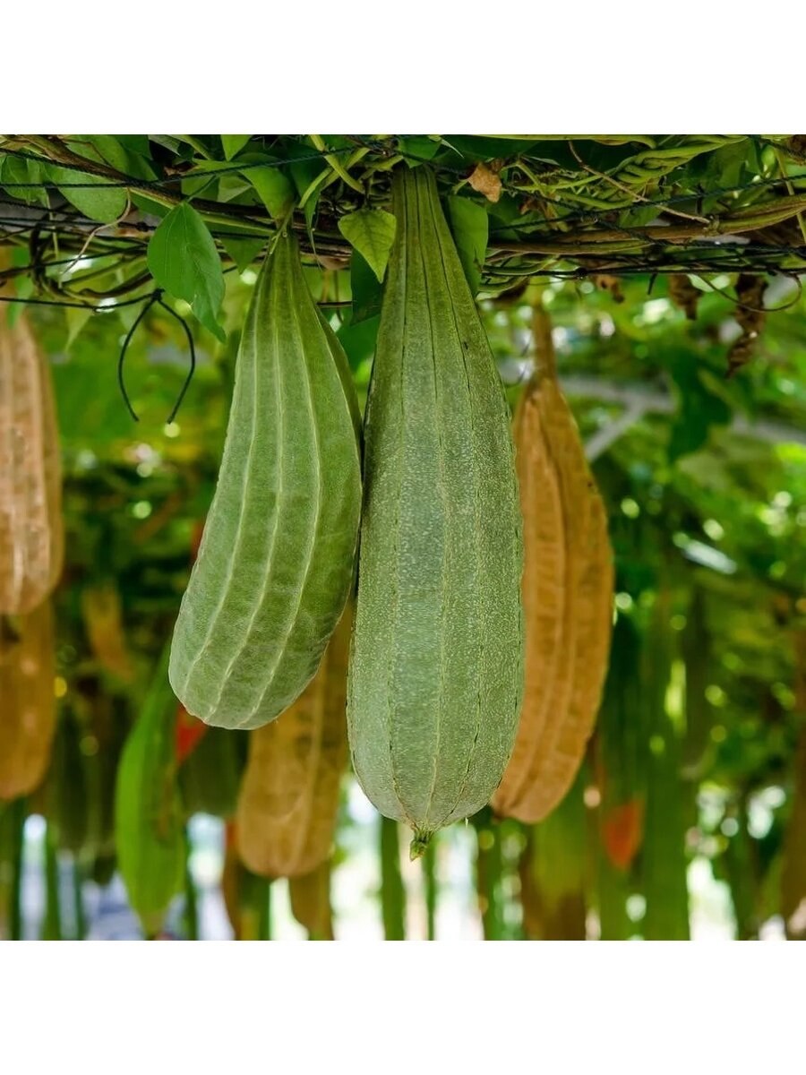 Люффа съедобная