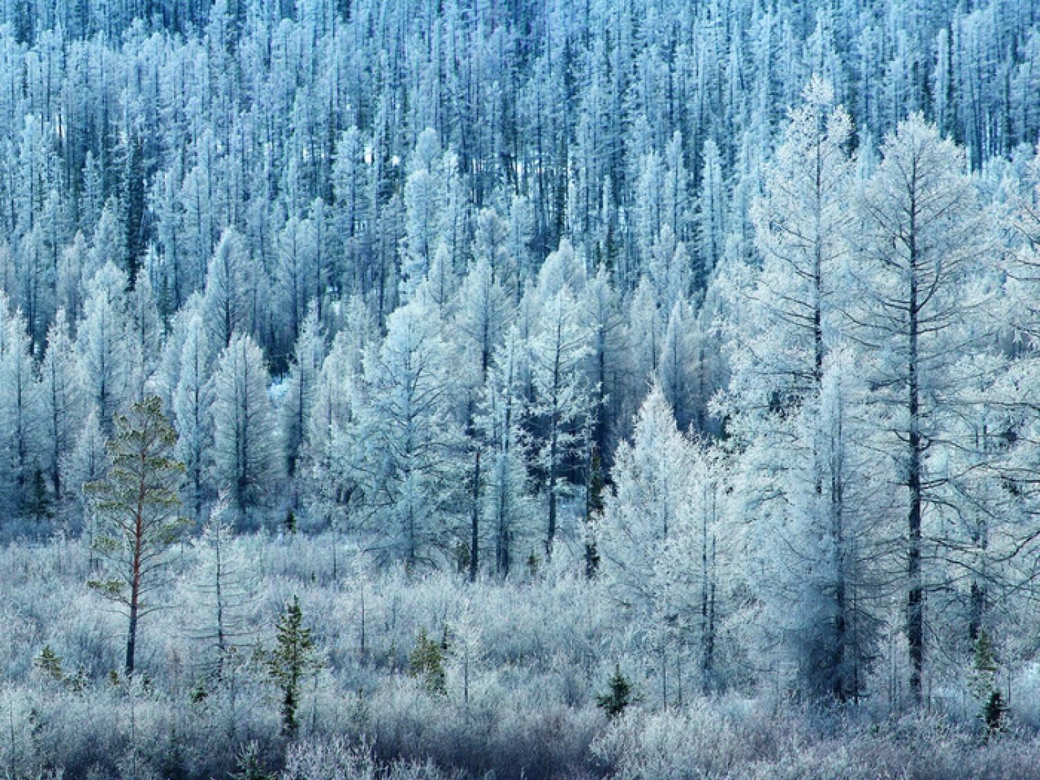 В тайге продолжительная холодная зима. Бореальные хвойные леса (Тайга). Якутская Тайга. Светлохвойная Тайга дальнего Востока. Светлохвойная Тайга волки Якутия.
