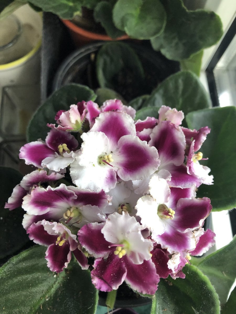 Фиалка капучино