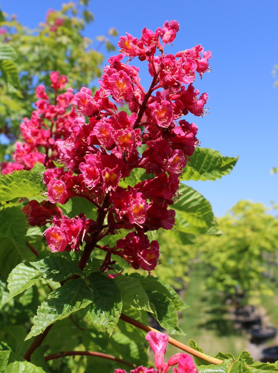 Конский каштан красный