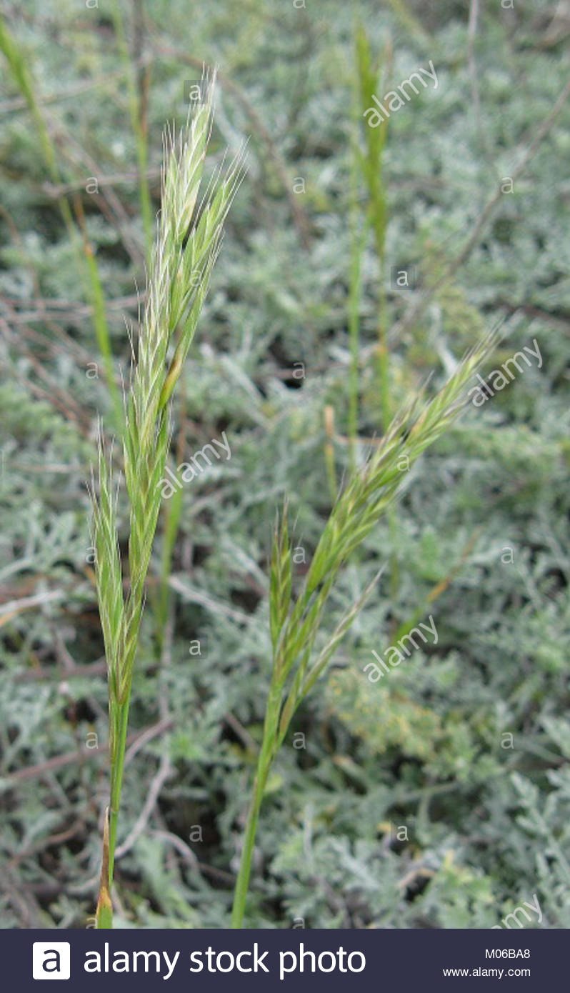 Канареечник Канарский