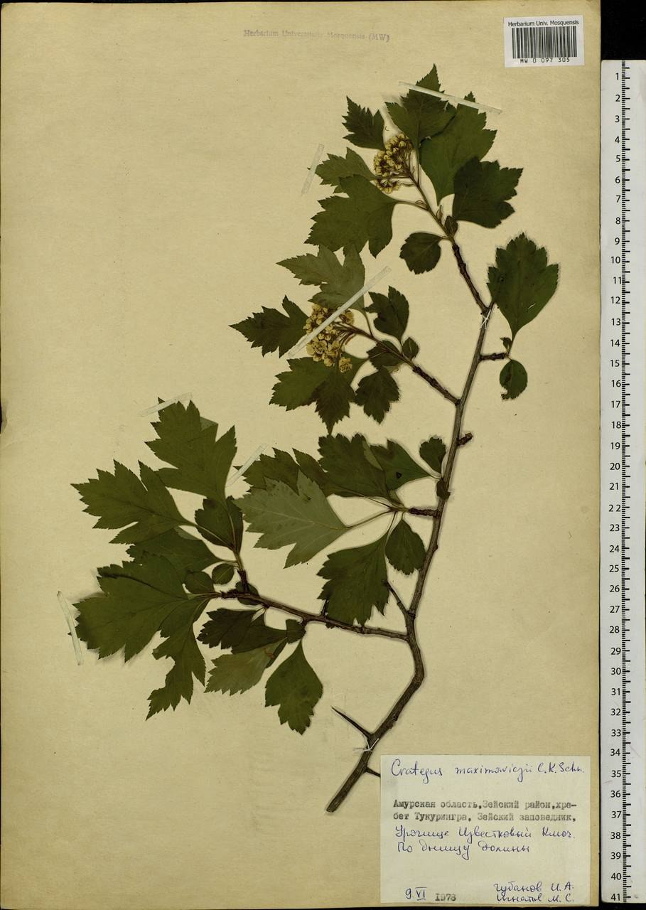 Боярышник максимовича