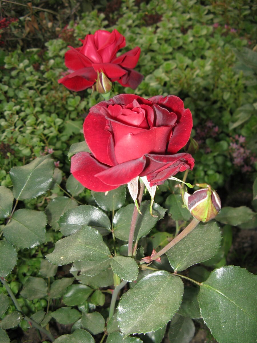 Роза чайная гибридная Осирия