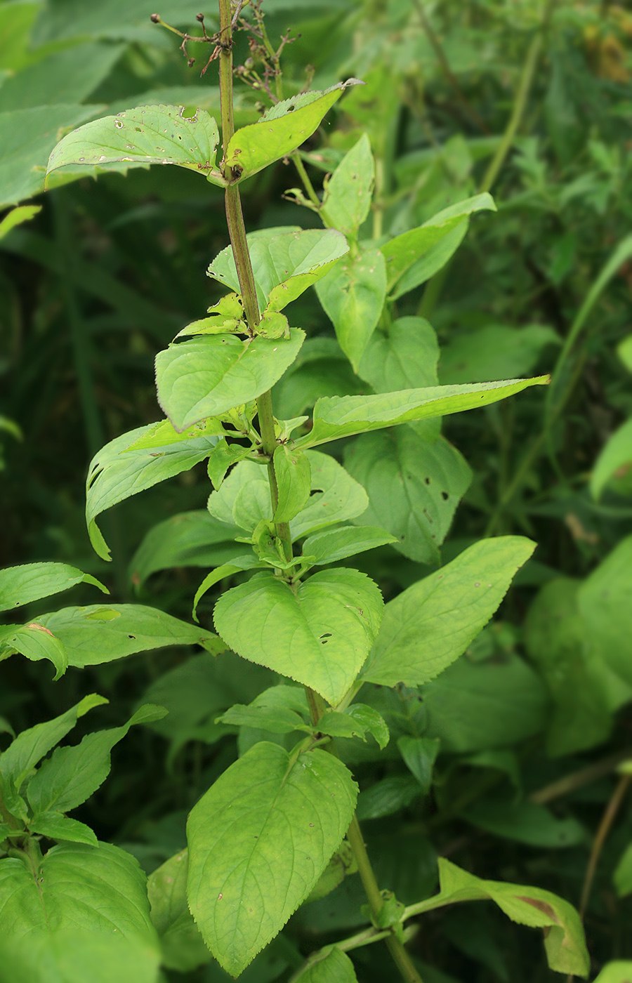 Scrophularia rupestris