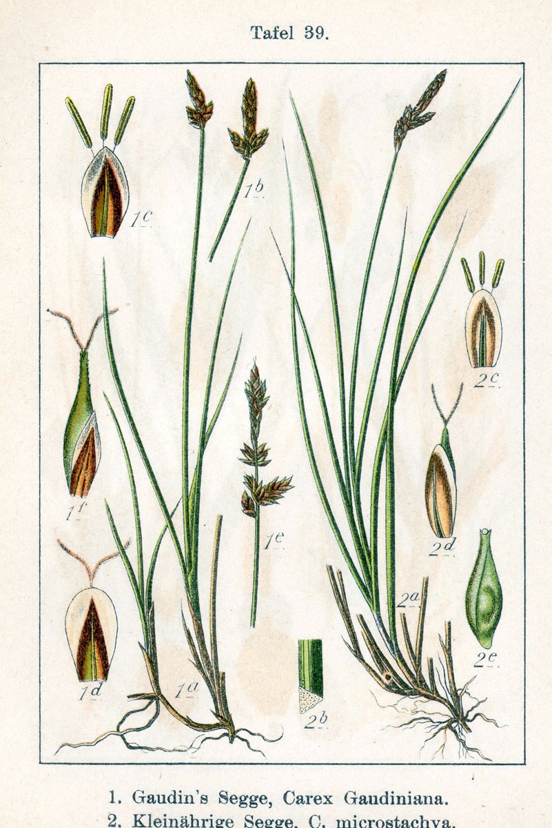 Осока гартмана