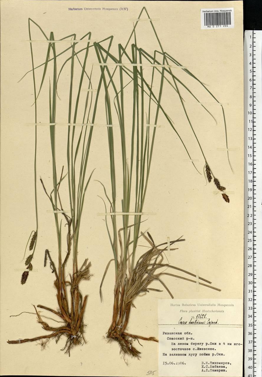 Осока Луговая