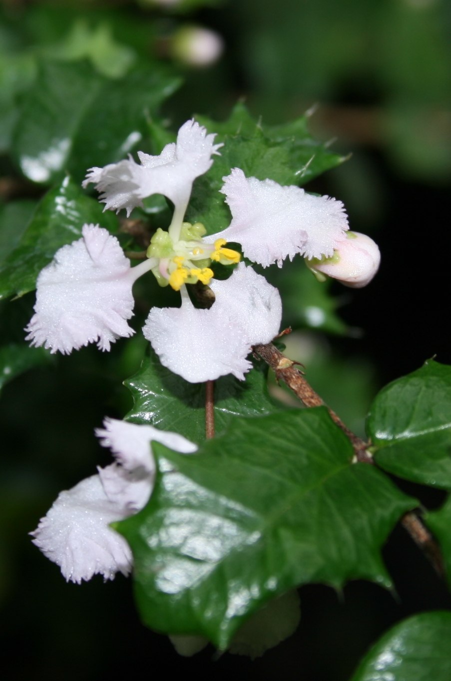 Обвойник греческий — Periploca Graeca l