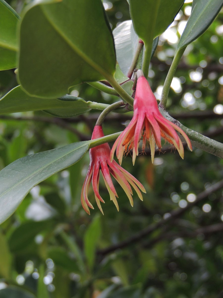 Bruguiera gymnorrhiza