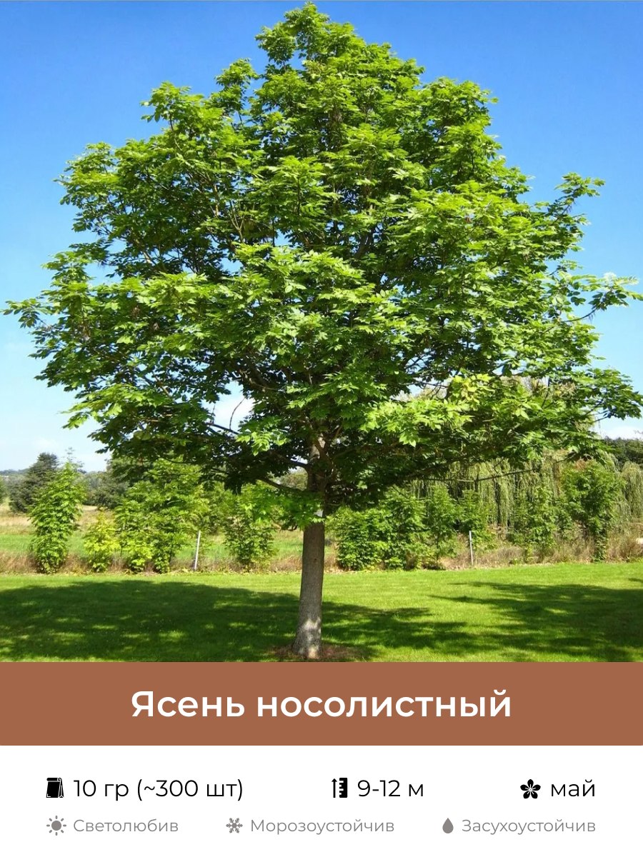 Ясень носолистный