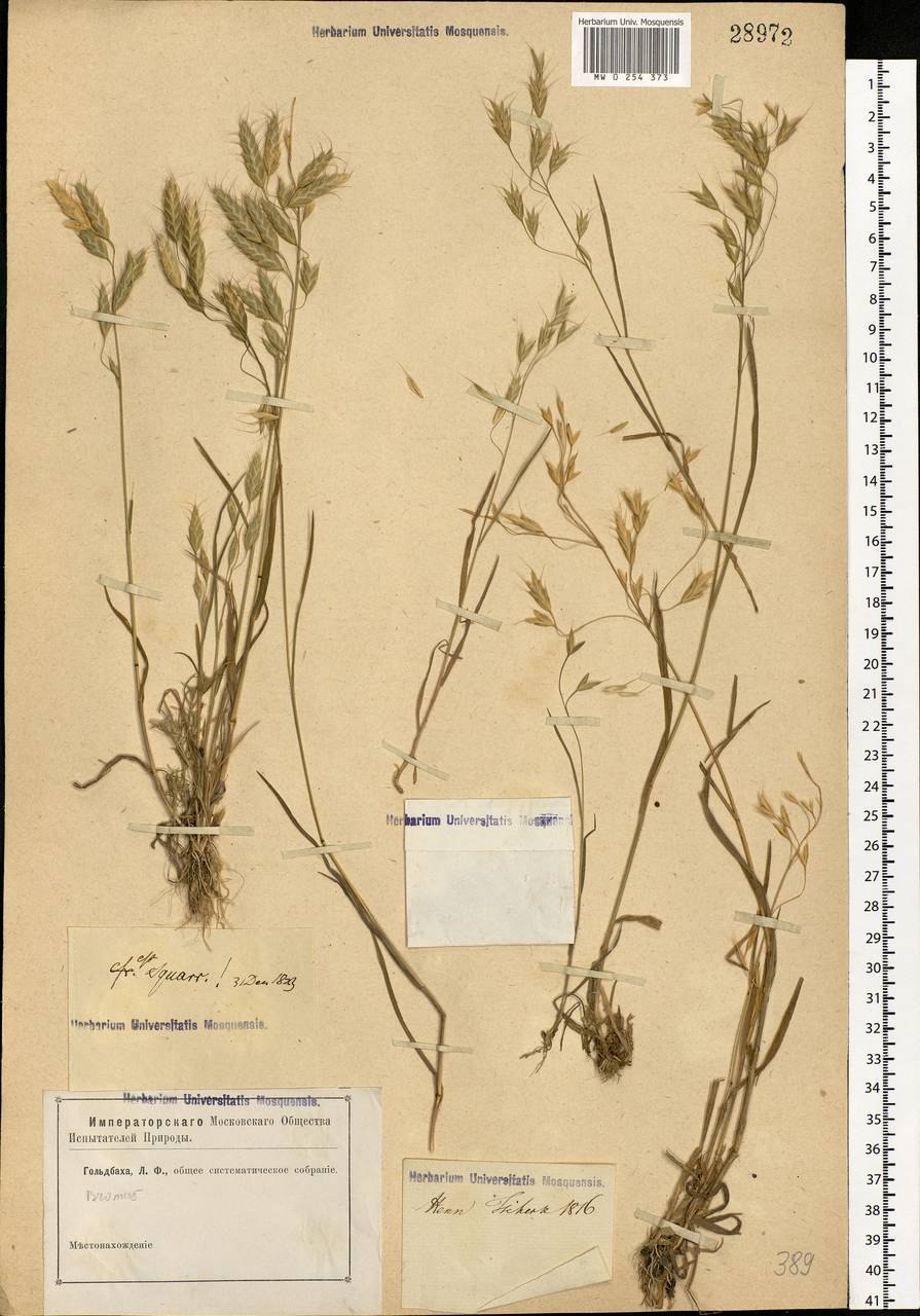 Кострец безостый - Bromopsis inermis