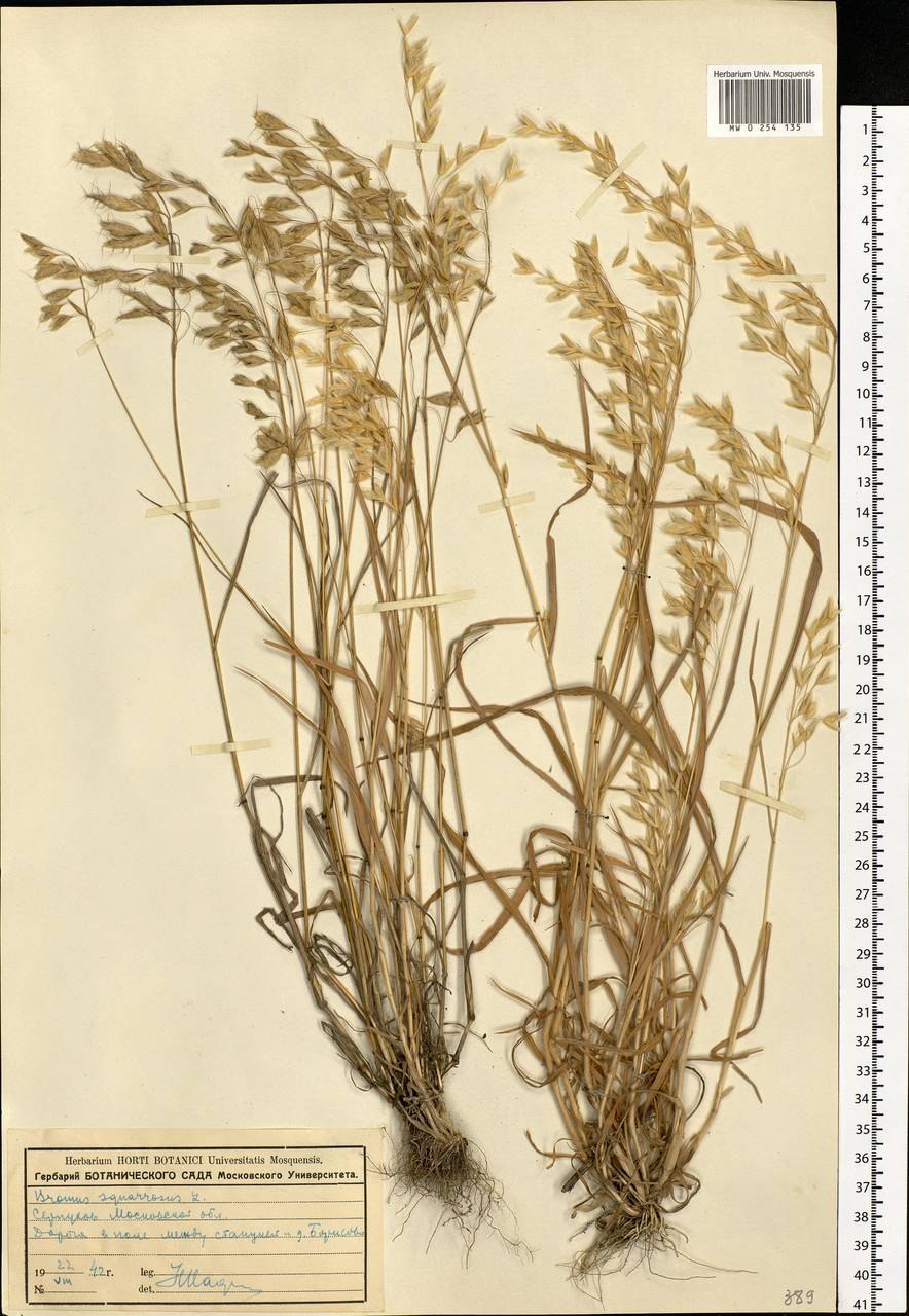 Костер растопыренный фото