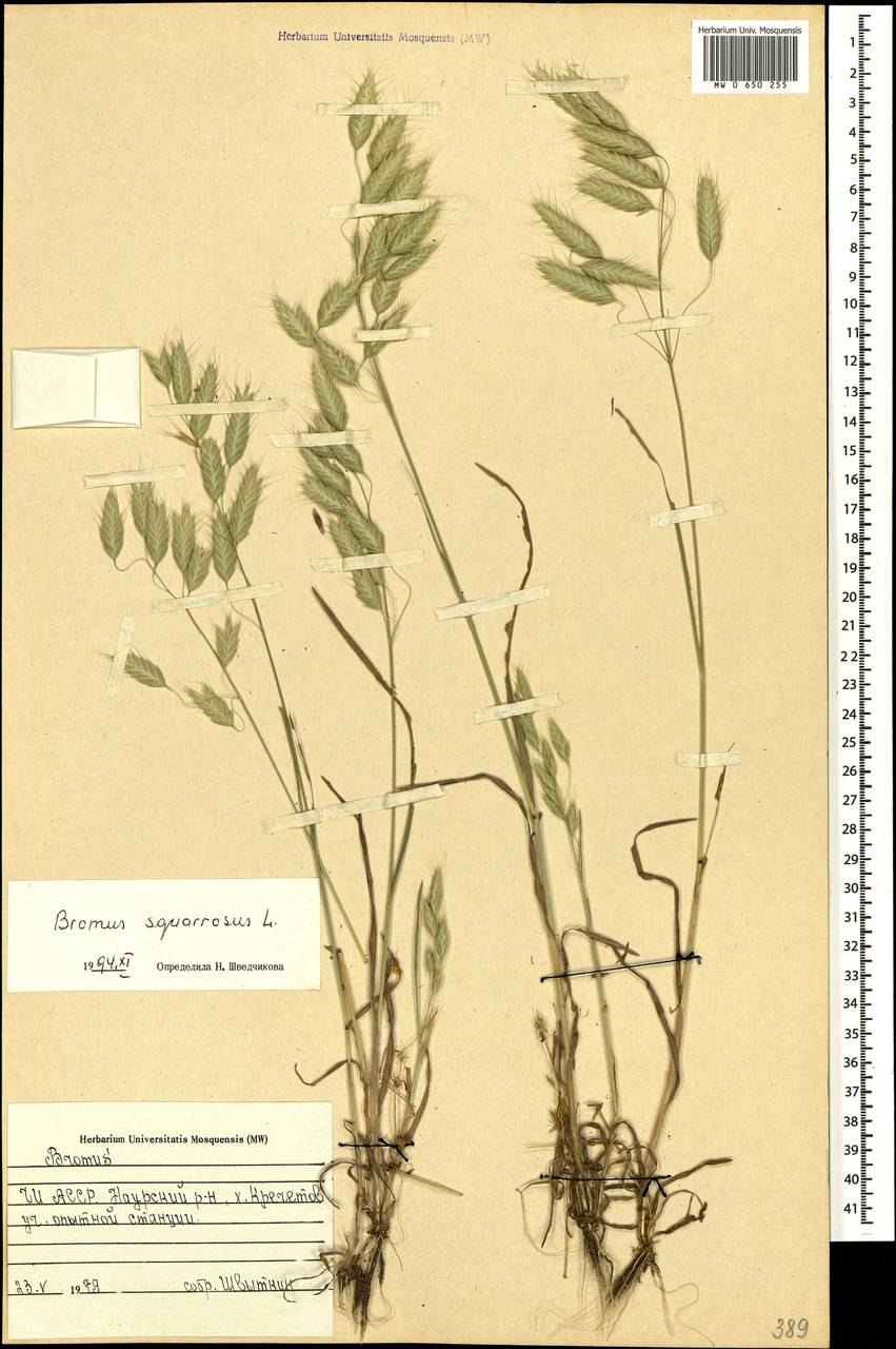 Кострец береговой