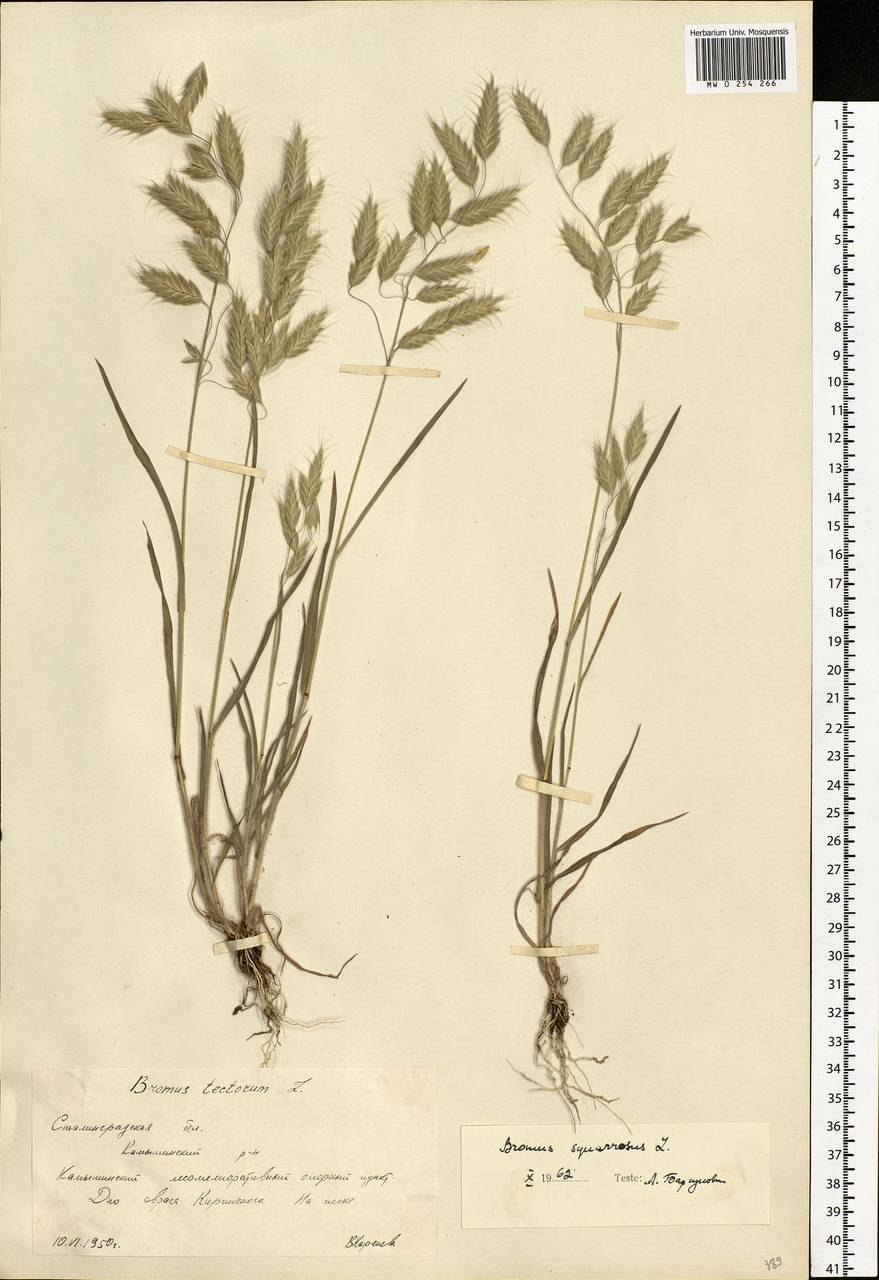 Bromus squarrosus l.
