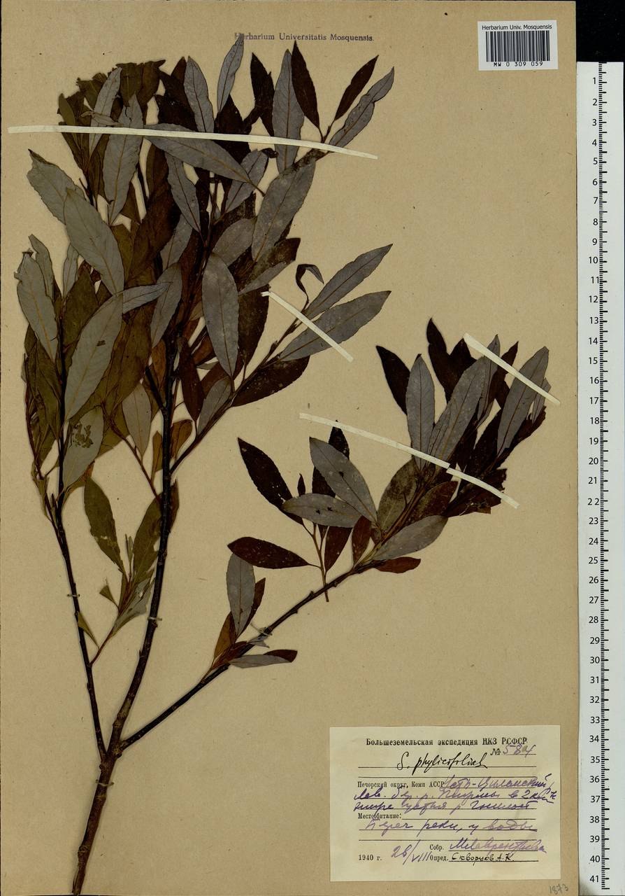 Salix phylicifolia l Ива филиколистная