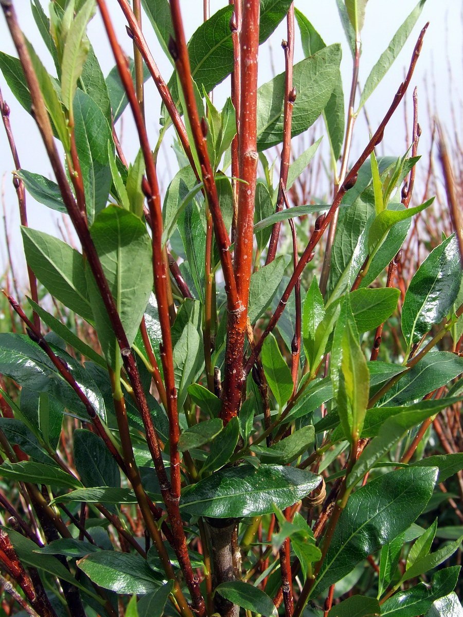 Ива филиколистная Salix phylicifolia