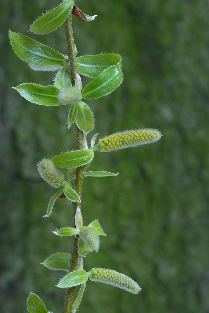 Ива филиколистная гербарий