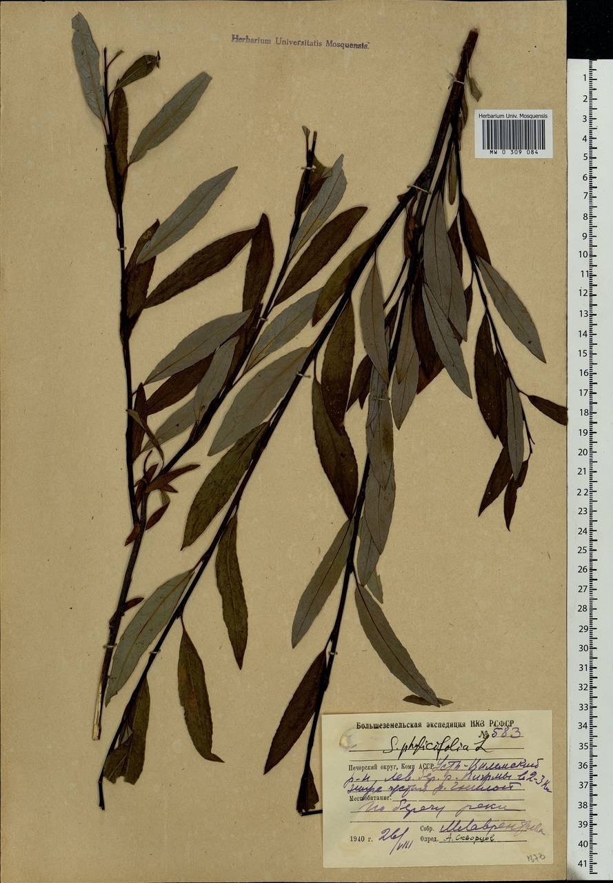 Акация brunioides кустарник Северного полушария