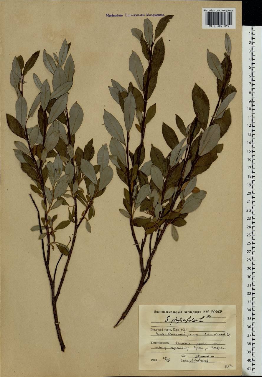 Ива Пиренейская Salix