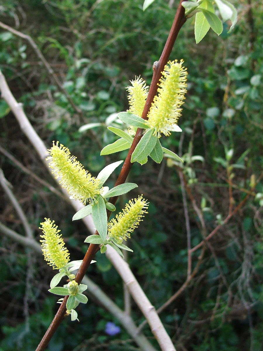Ива Бреккэвиер