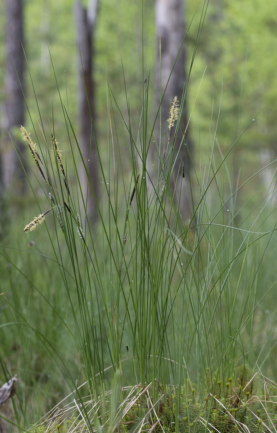 Осока вздутая Carex physodes