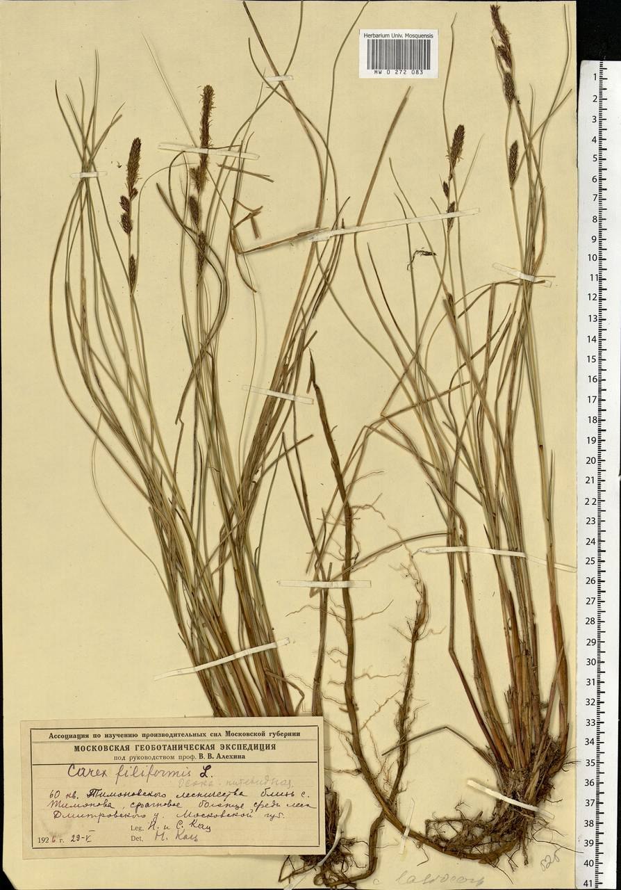 Осока острая рисунок