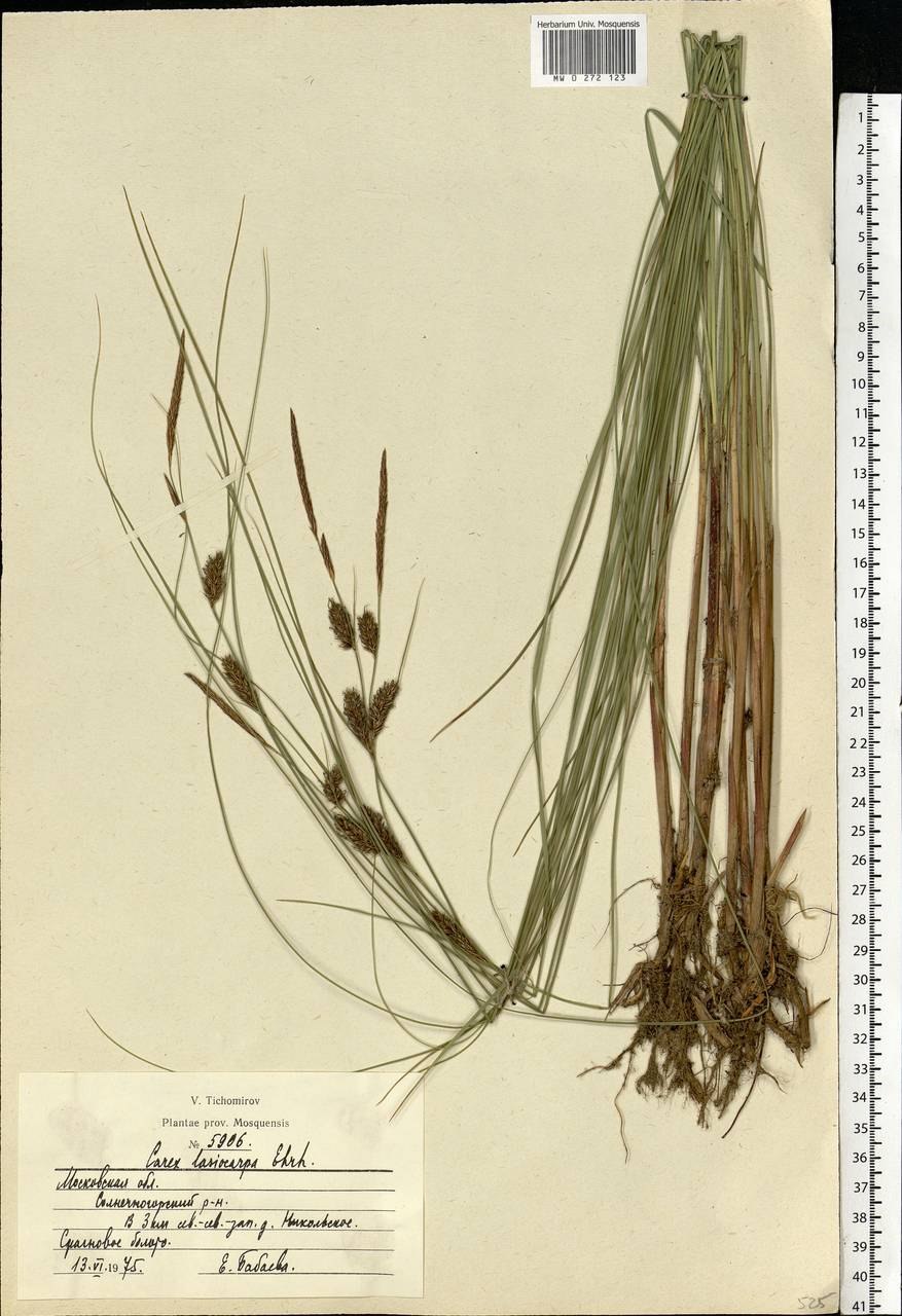 Осока Лесная