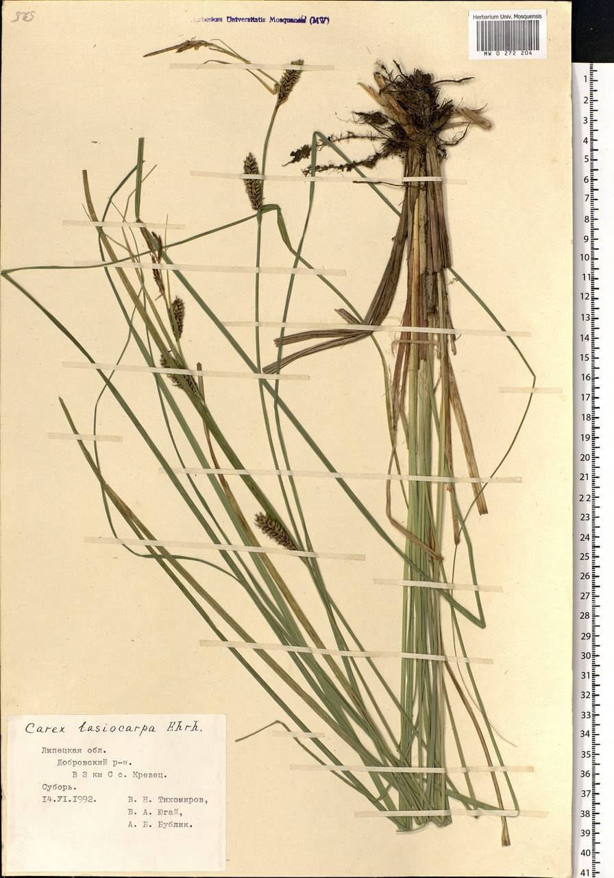 Осока волосистоплодная
