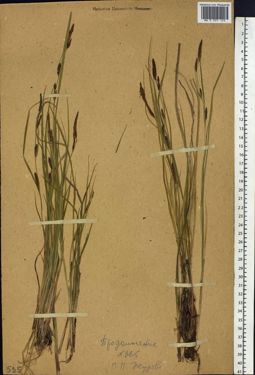 Осока дернистая