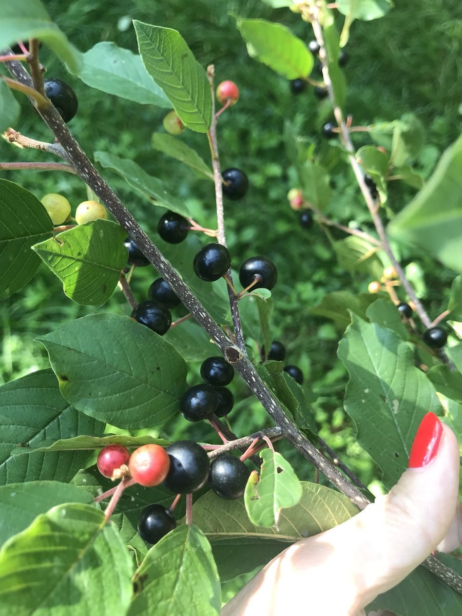 Крушина ломкая (ольховидная)