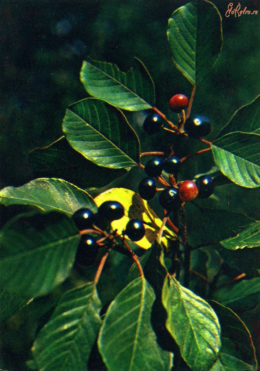 Крушина ломкая Asplenifolia