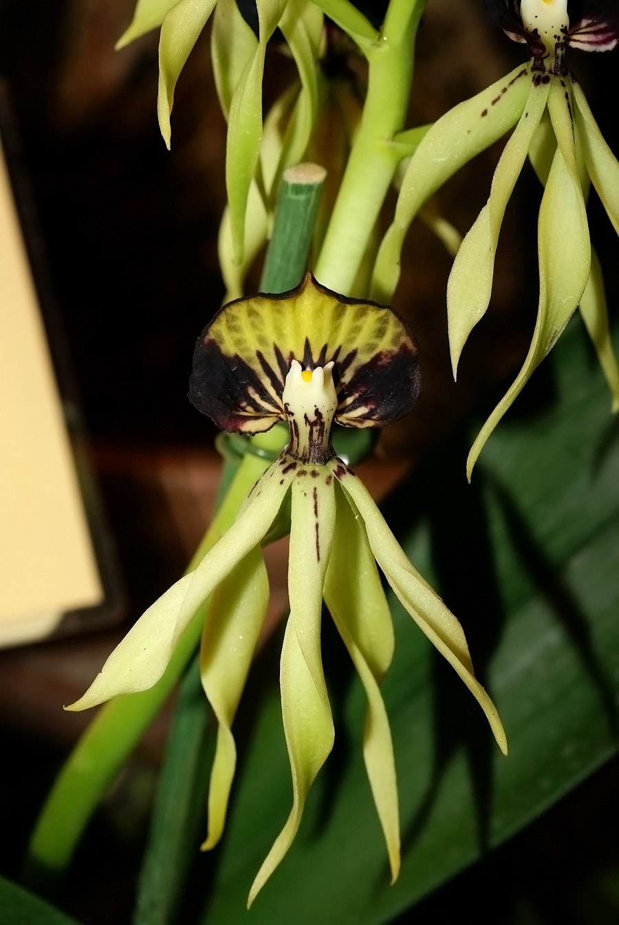 Encyclia cyperifolia