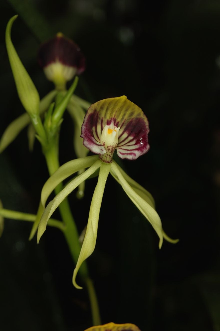 Энциклия железистостебельная