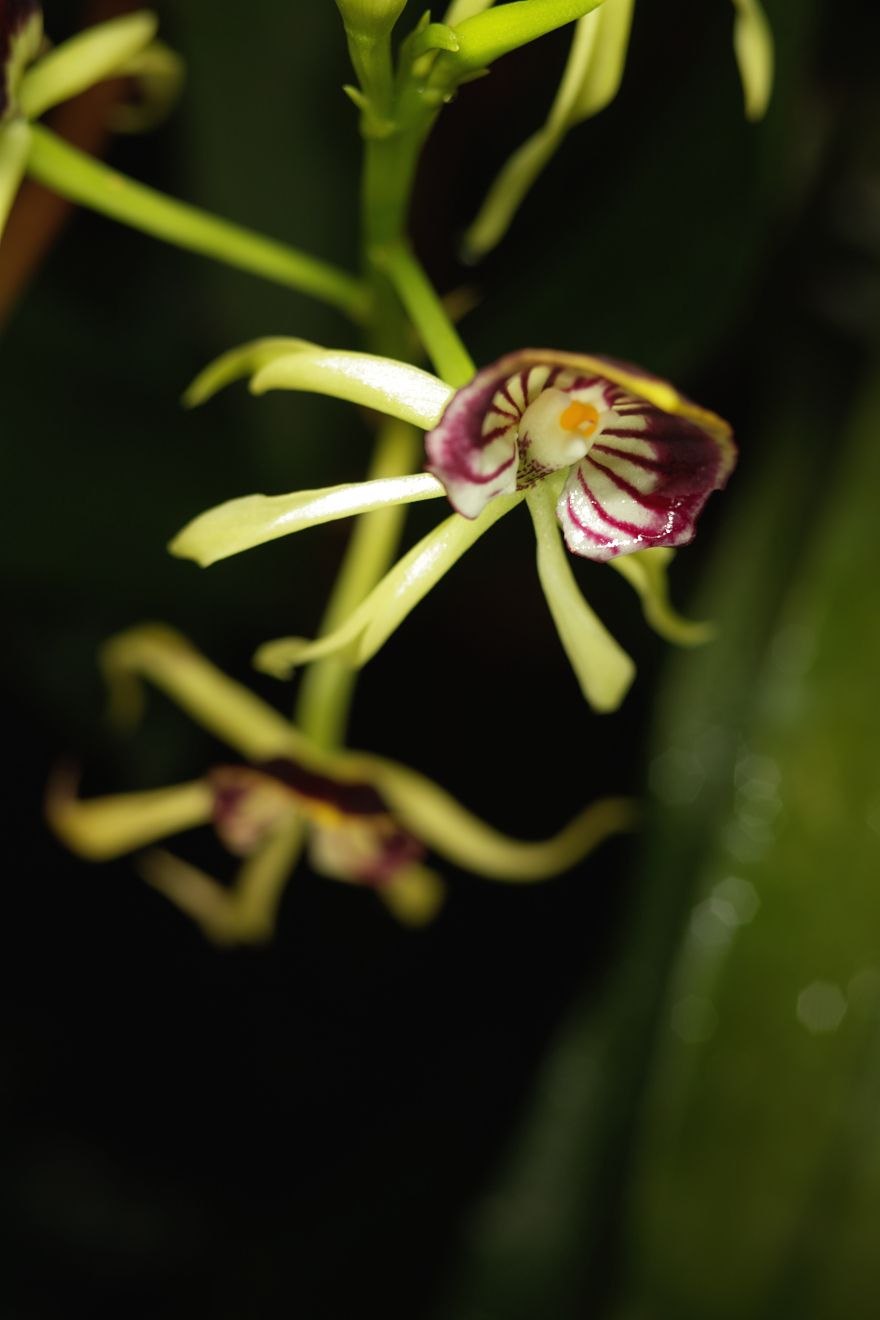 Encyclia maculosa