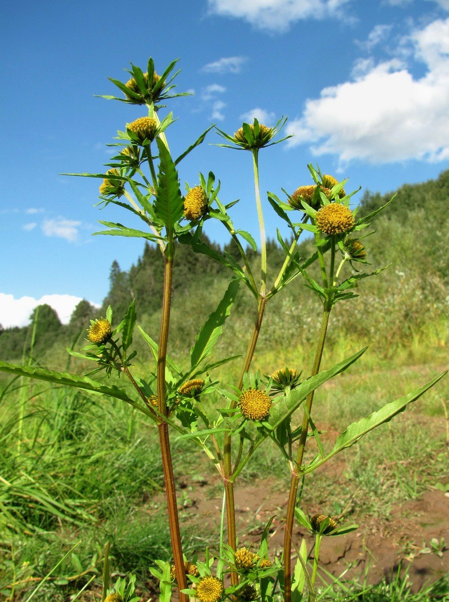 Череда волосистая Bidens pilosa