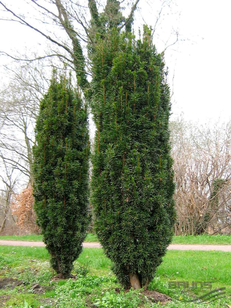 Тис ягодный (Taxus baccata David p9)