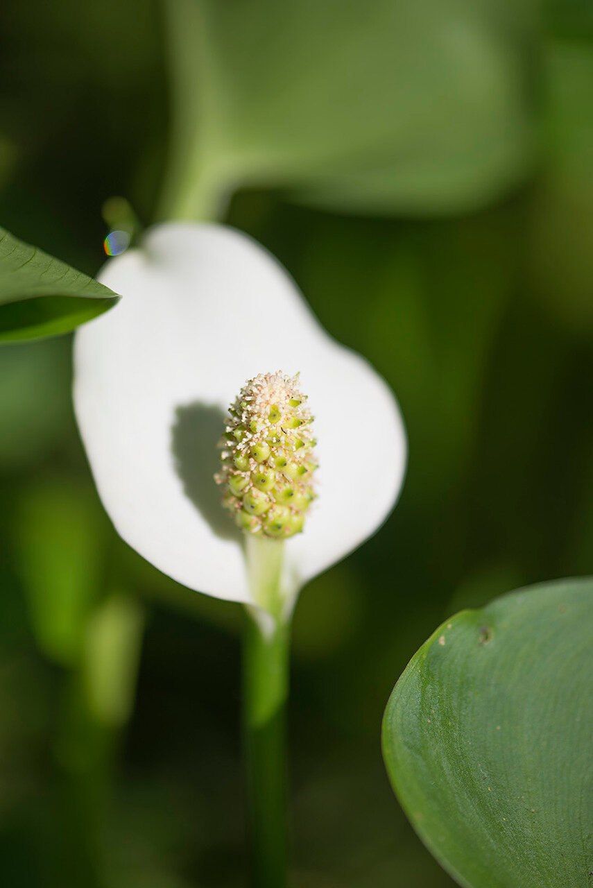 Растение белокрыльник болотный