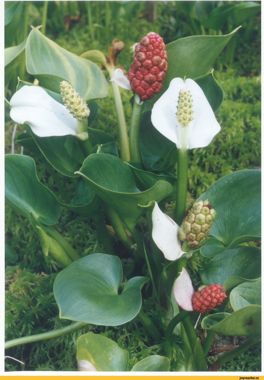 Белокрыльник болотный (кала)