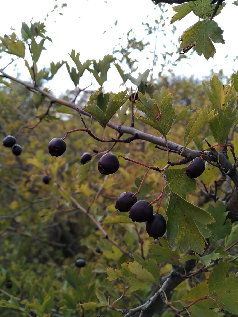 Боярышник черноплодный