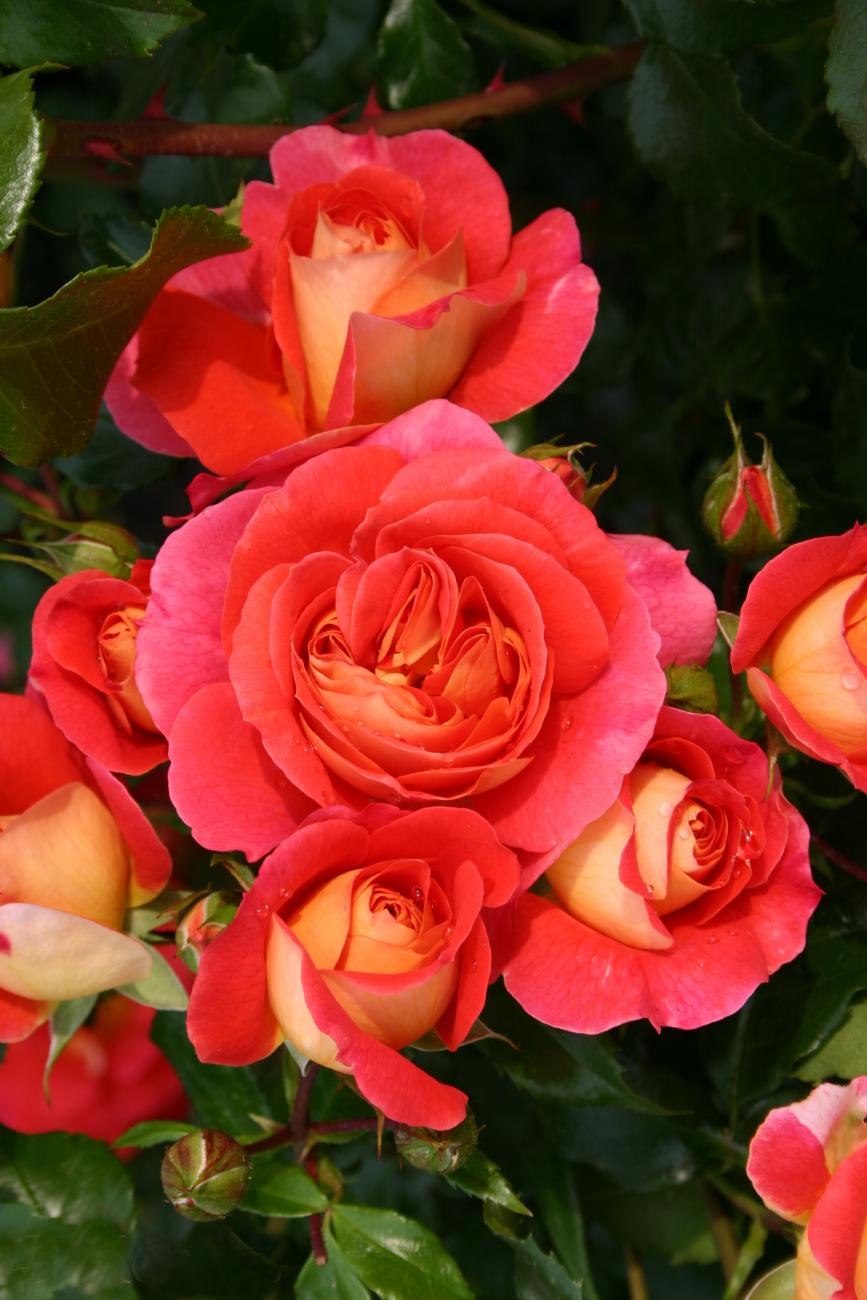 Роза Гебрюдер Гримм