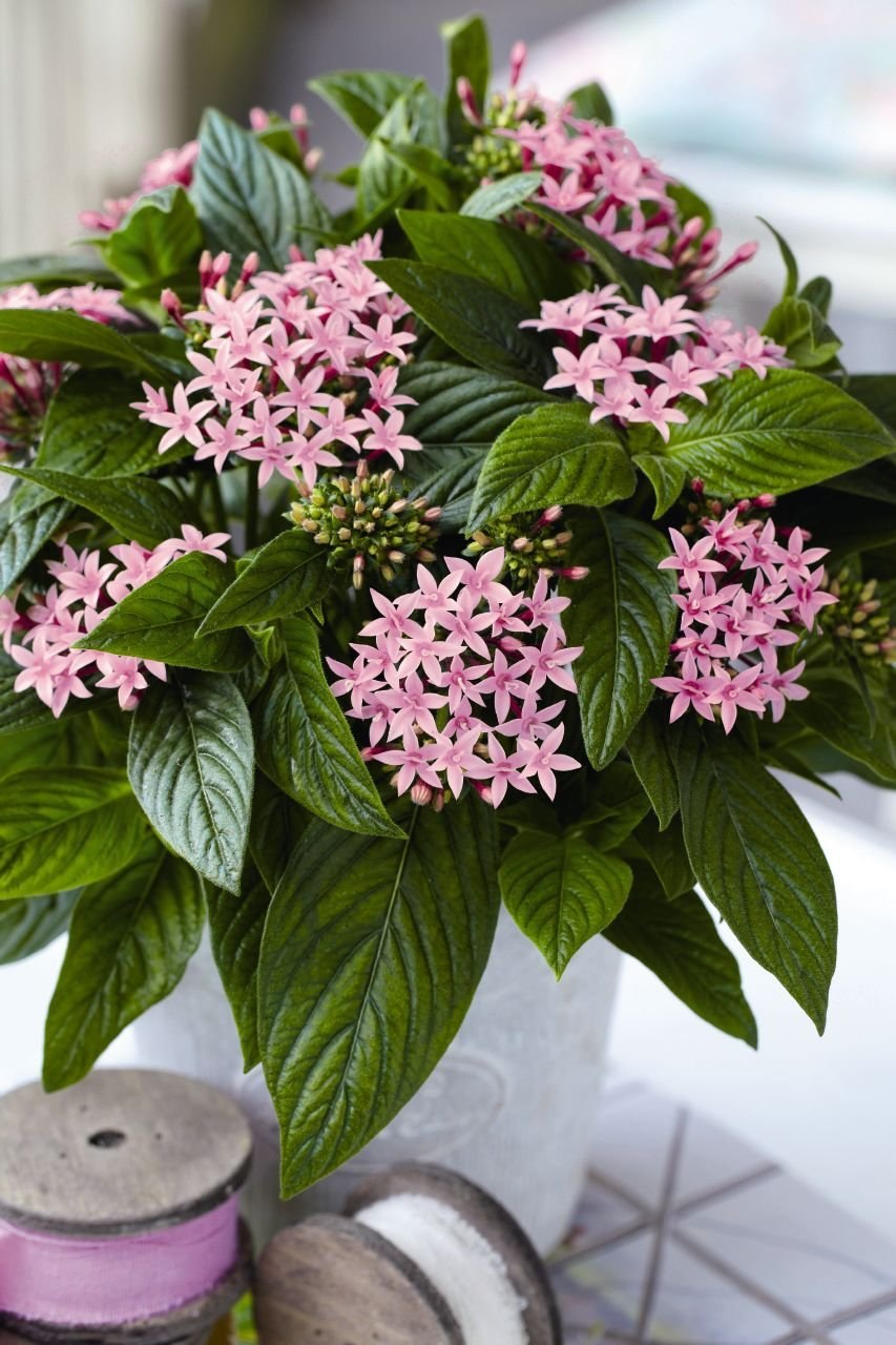 Пентас красный