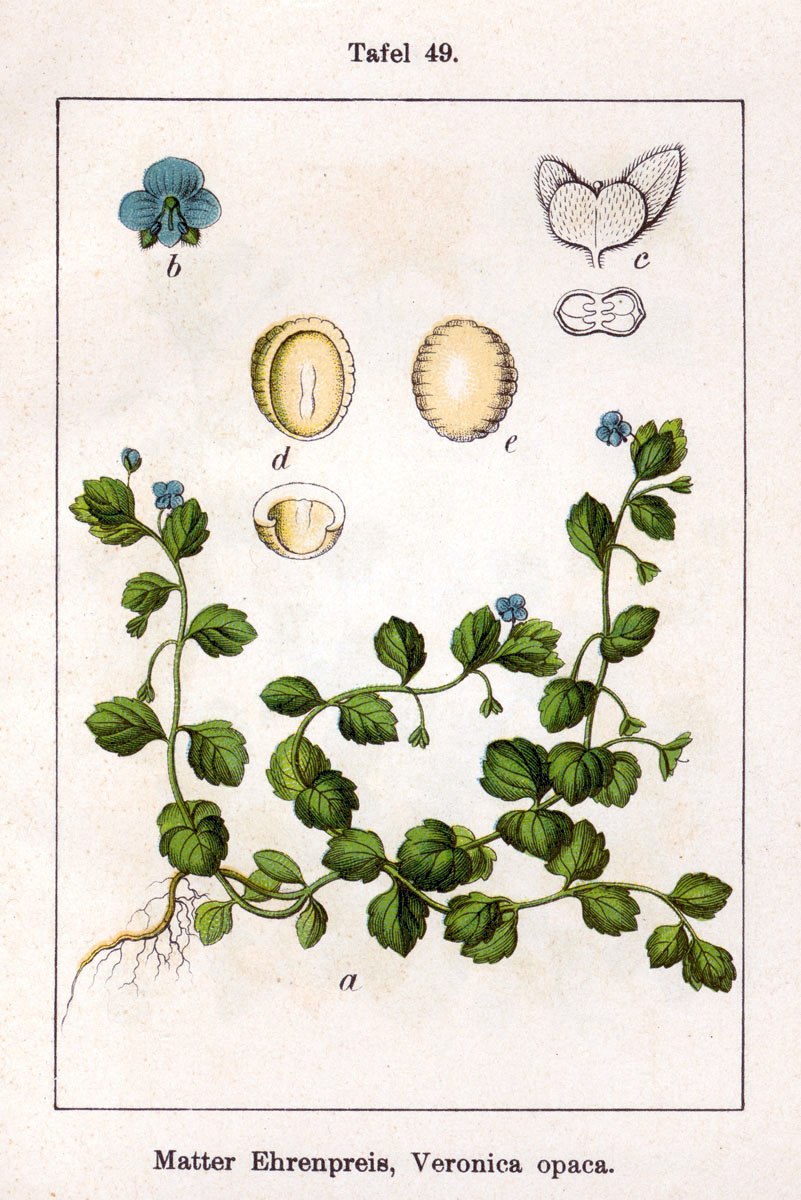 Вероника лекарственная Veronica officinalis