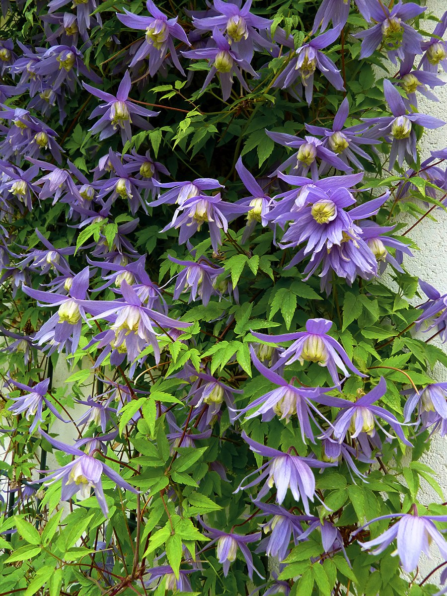 Княжик сибирский