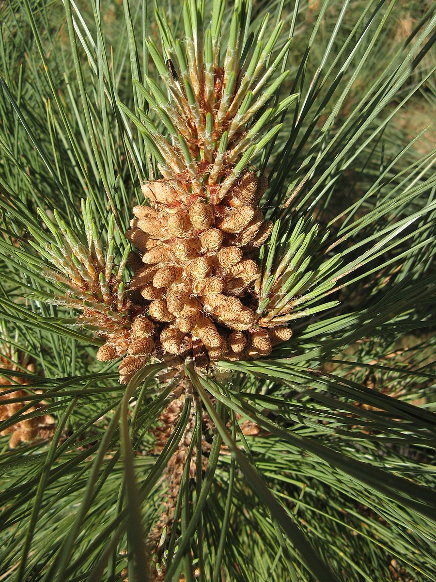 John Falcon Pinus
