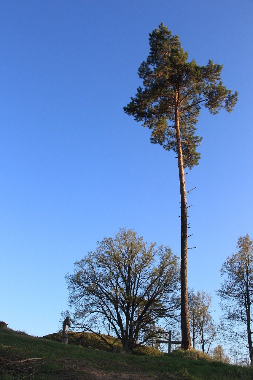 Воллемия дерево