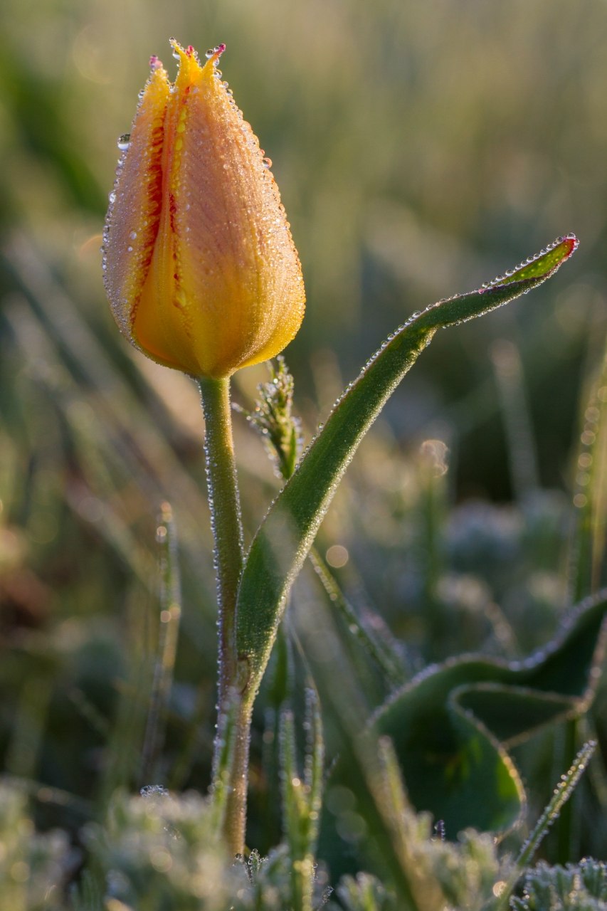 Тюльпан Шренка Калмыкия