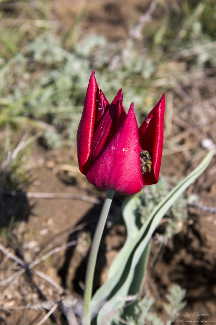 Тюльпан прибрежный